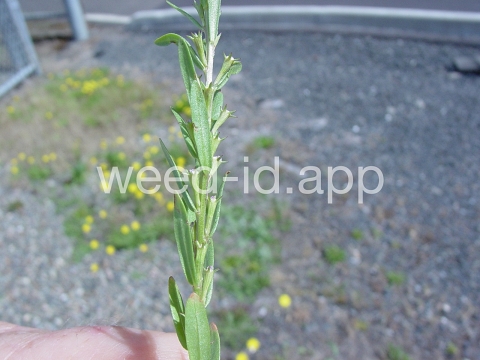 loosestrife, hyssop